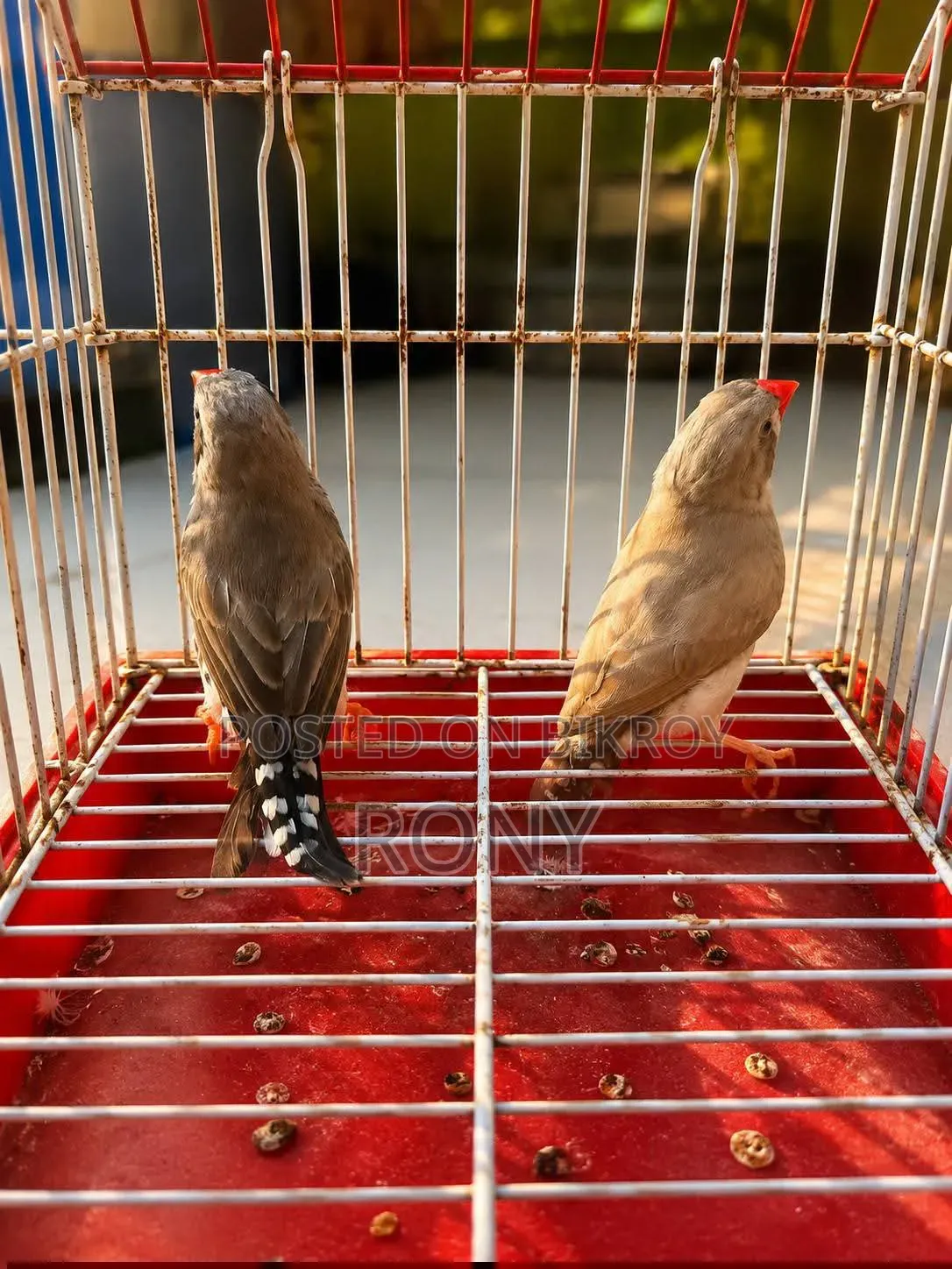 Zebra Finch Running Pair.