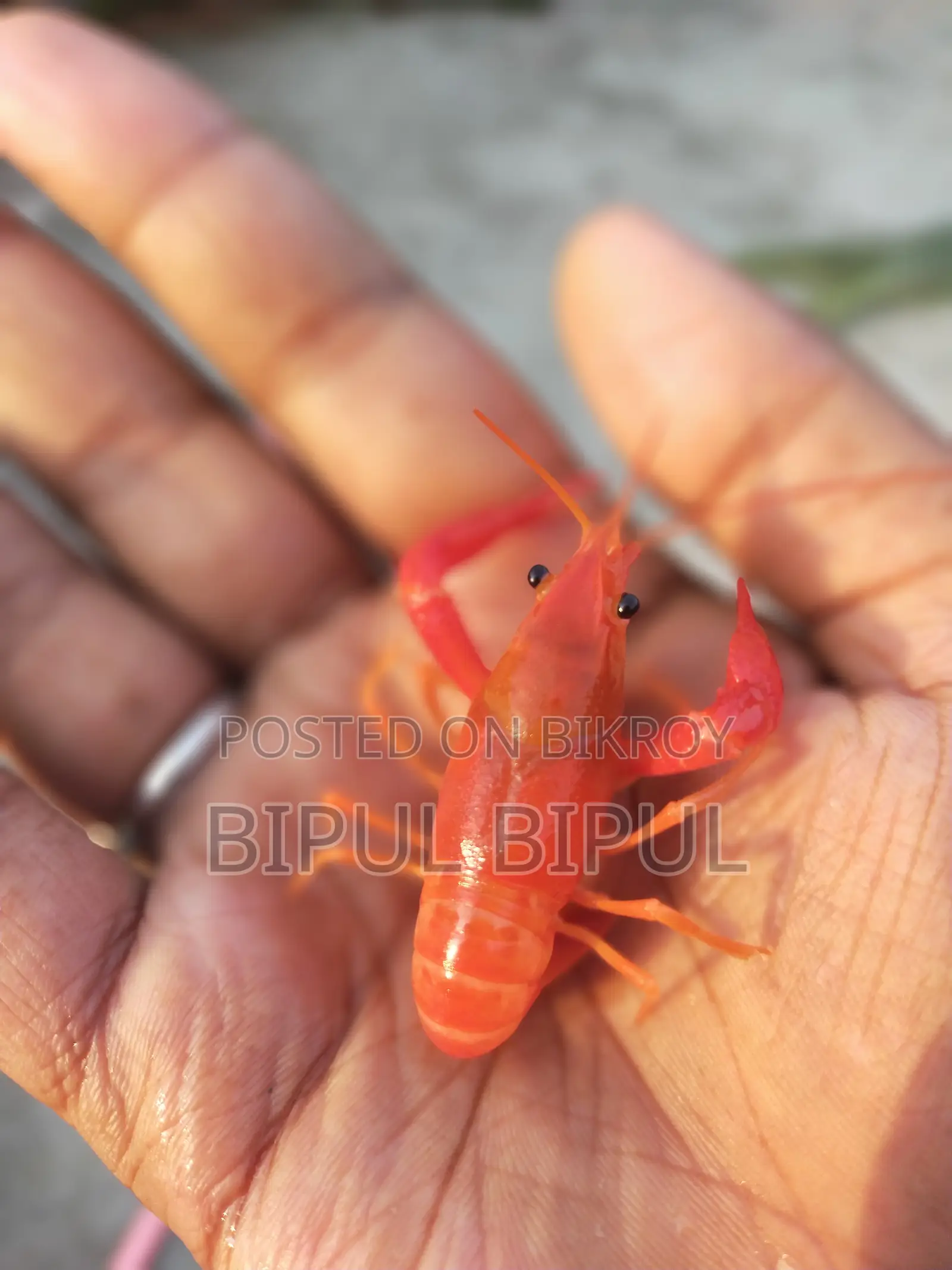 Lobster Fish