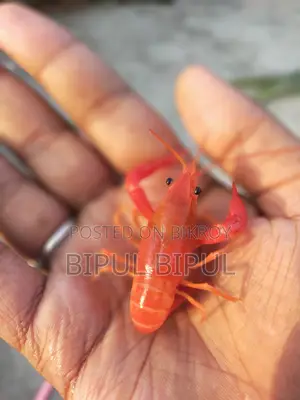 Lobster Fish