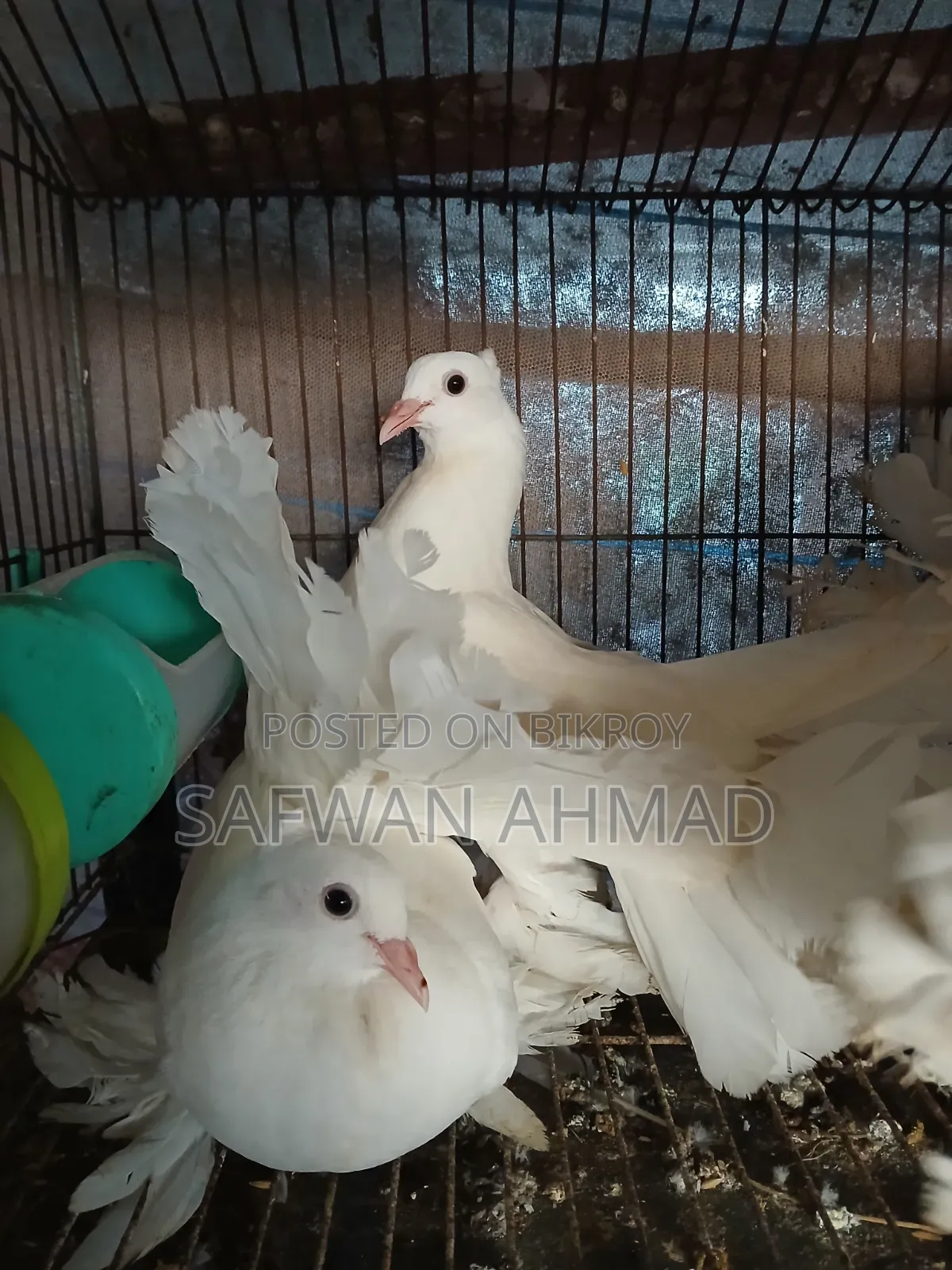 A pair of Lakkha pigeons
