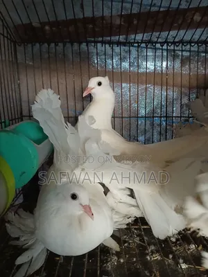 A pair of Lakkha pigeons