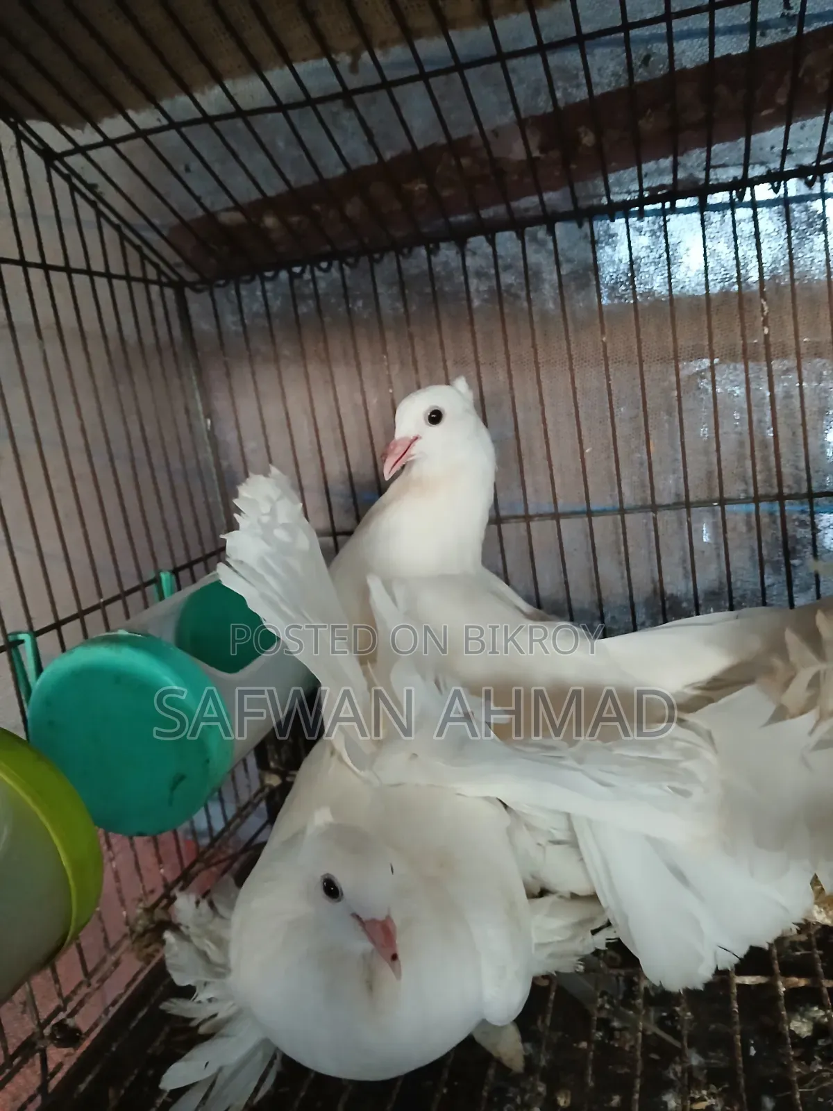 A pair of Lakkha pigeons