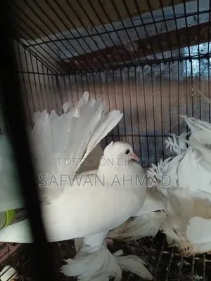 A pair of Lakkha pigeons
