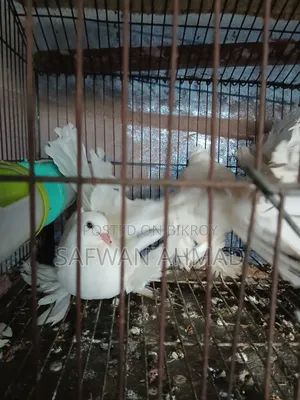 A pair of Lakkha pigeons
