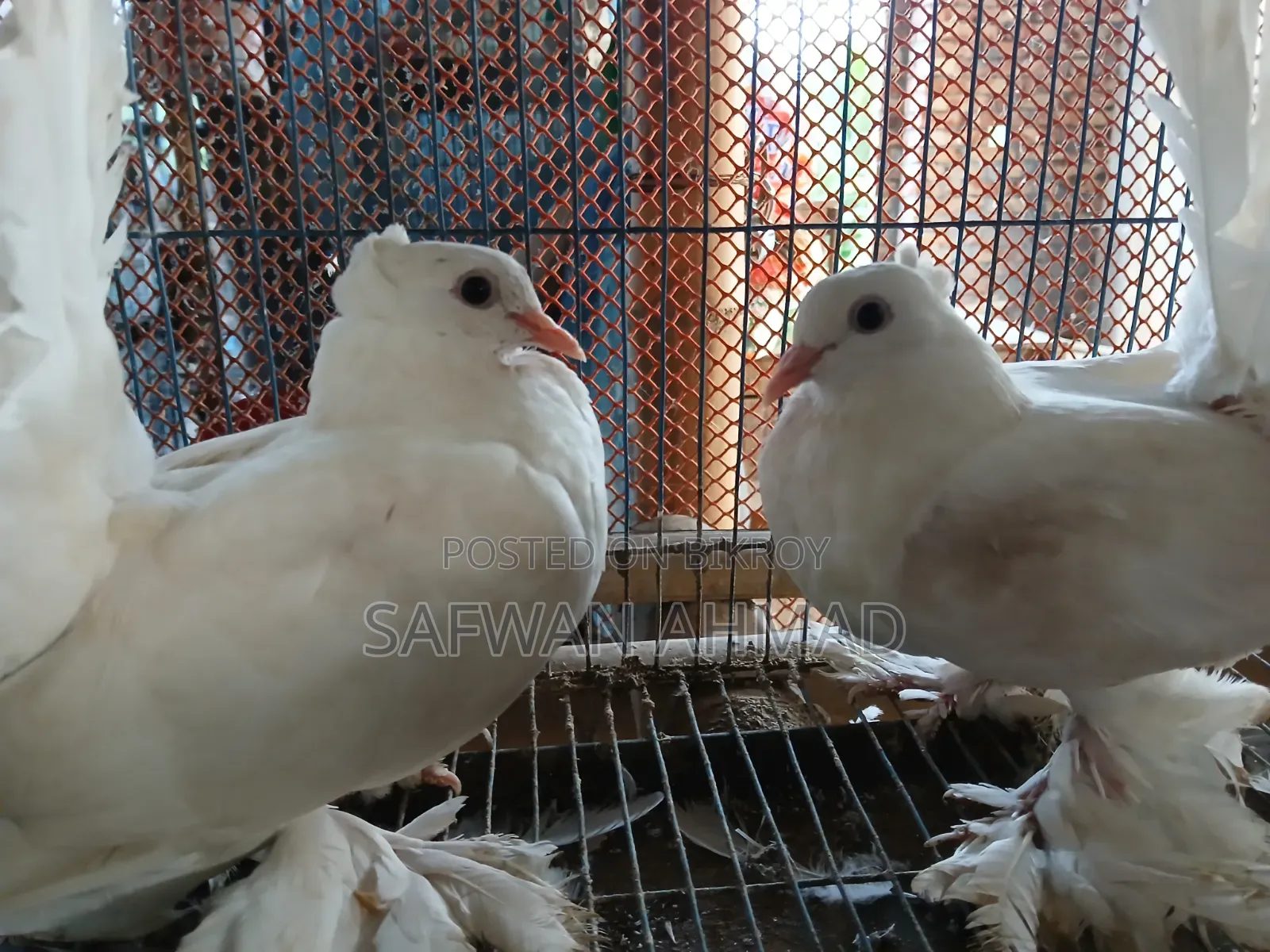 A pair of Lakha pigeons