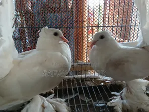 A pair of Lakha pigeons
