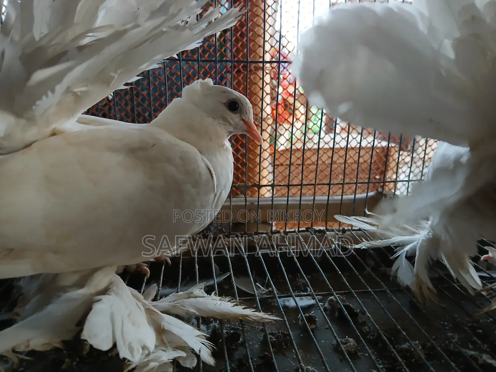 A pair of Lakha pigeons