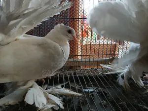 A pair of Lakha pigeons