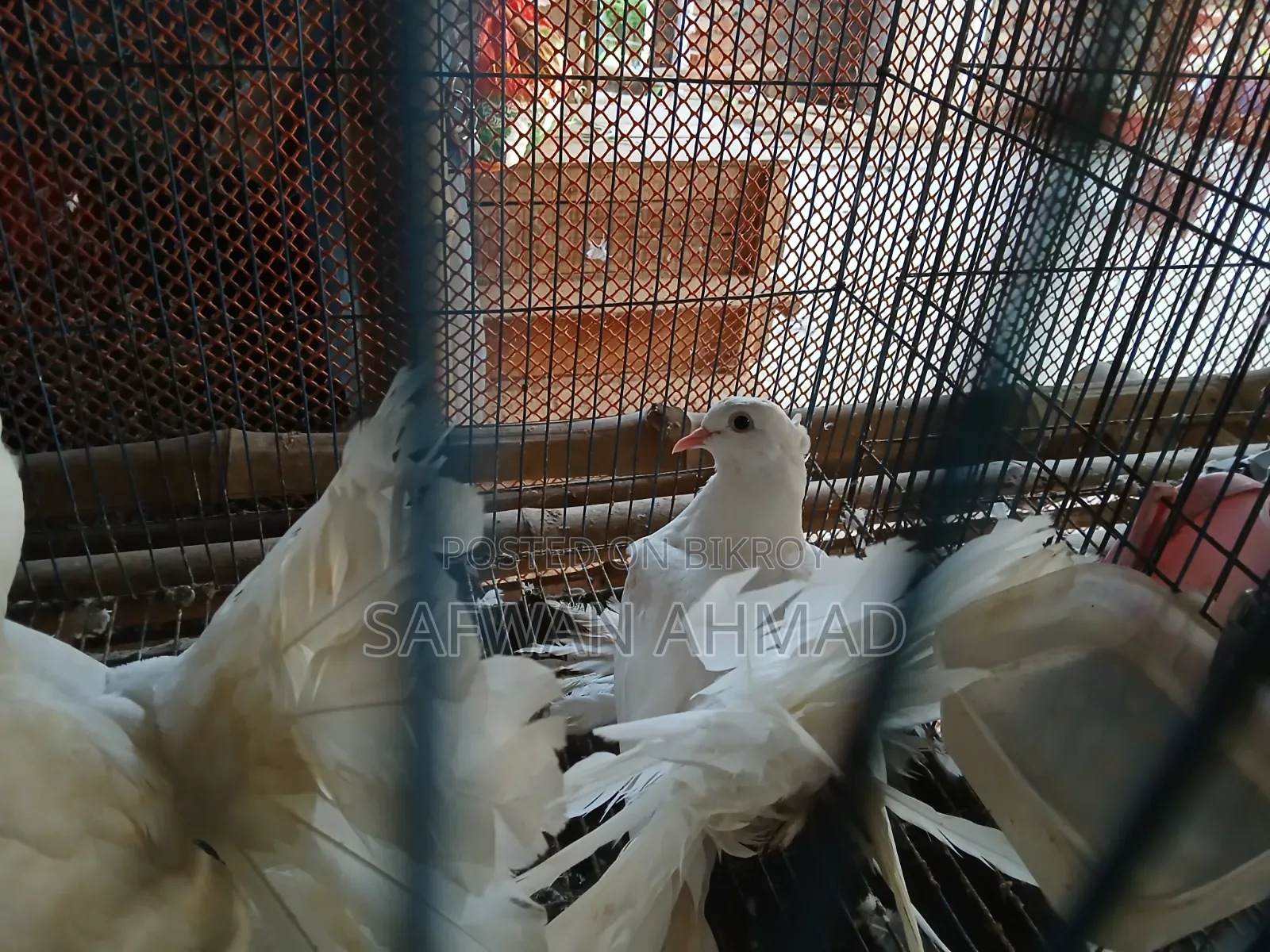 A pair of Lakha pigeons