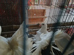 A pair of Lakha pigeons