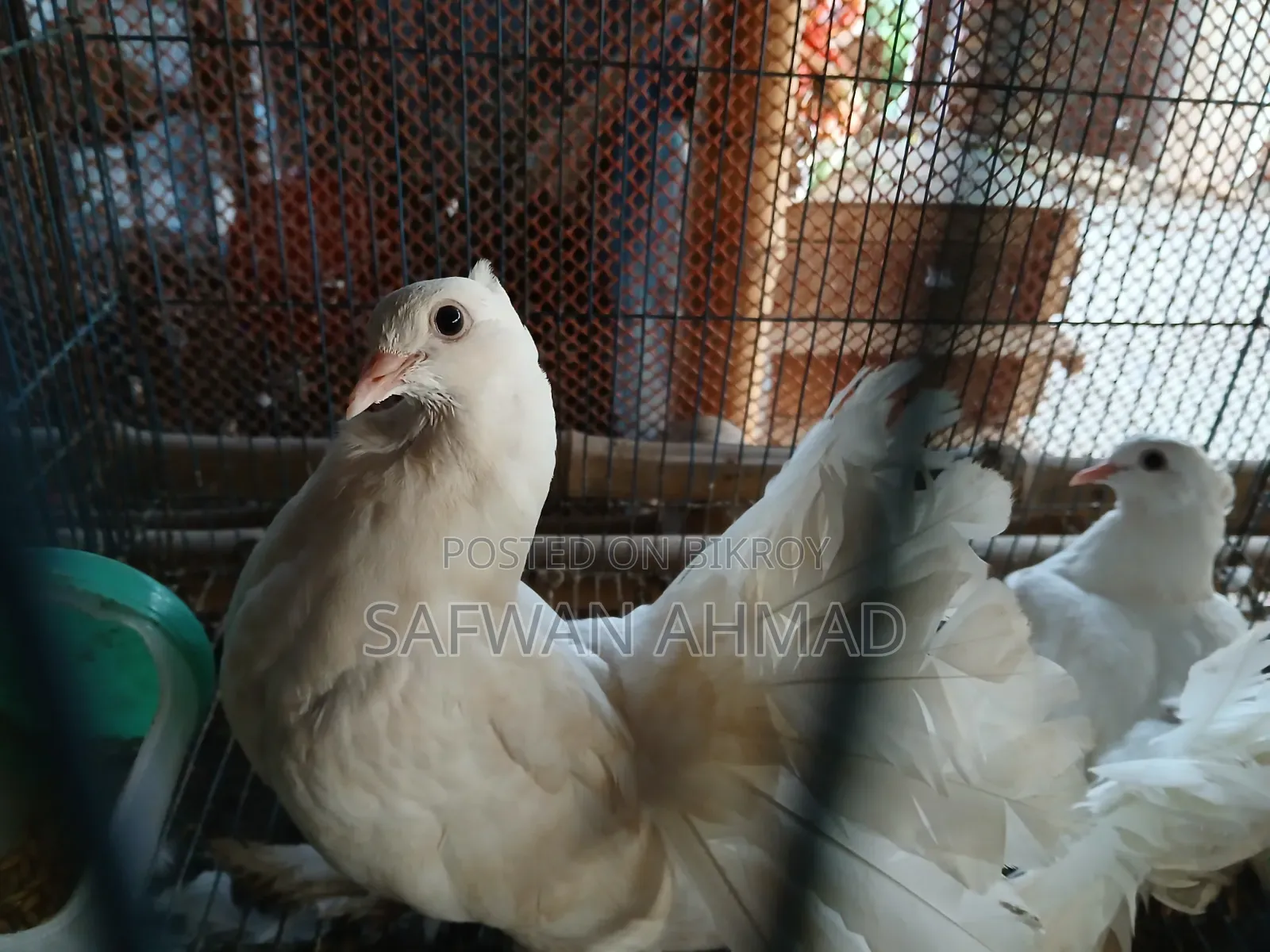 A pair of Lakha pigeons
