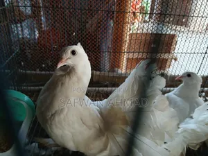 A pair of Lakha pigeons