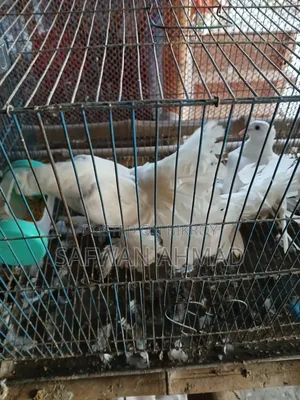 A pair of Lakha pigeons