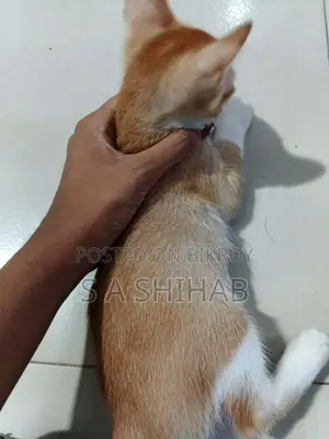 ১-৩ মাস বয়সী পুরুষ মিশ্র জাতের বেঙ্গল বিড়াল