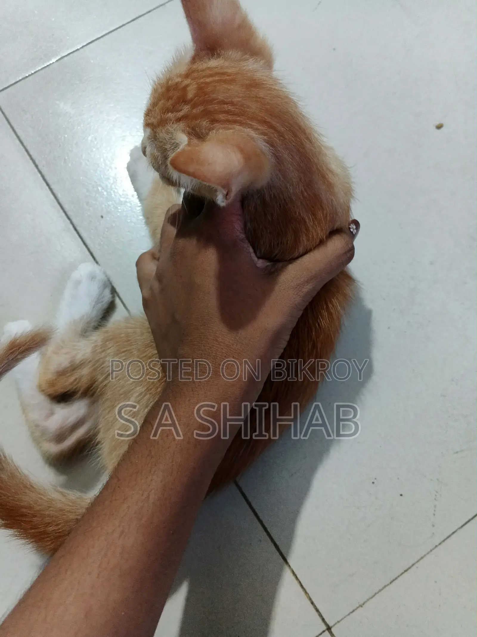 ১-৩ মাস বয়সী পুরুষ মিশ্র জাতের বেঙ্গল বিড়াল