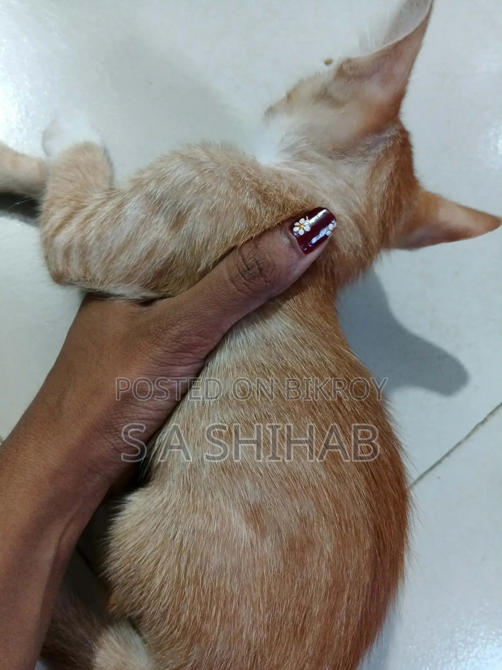 ১-৩ মাস বয়সী পুরুষ মিশ্র জাতের বেঙ্গল বিড়াল