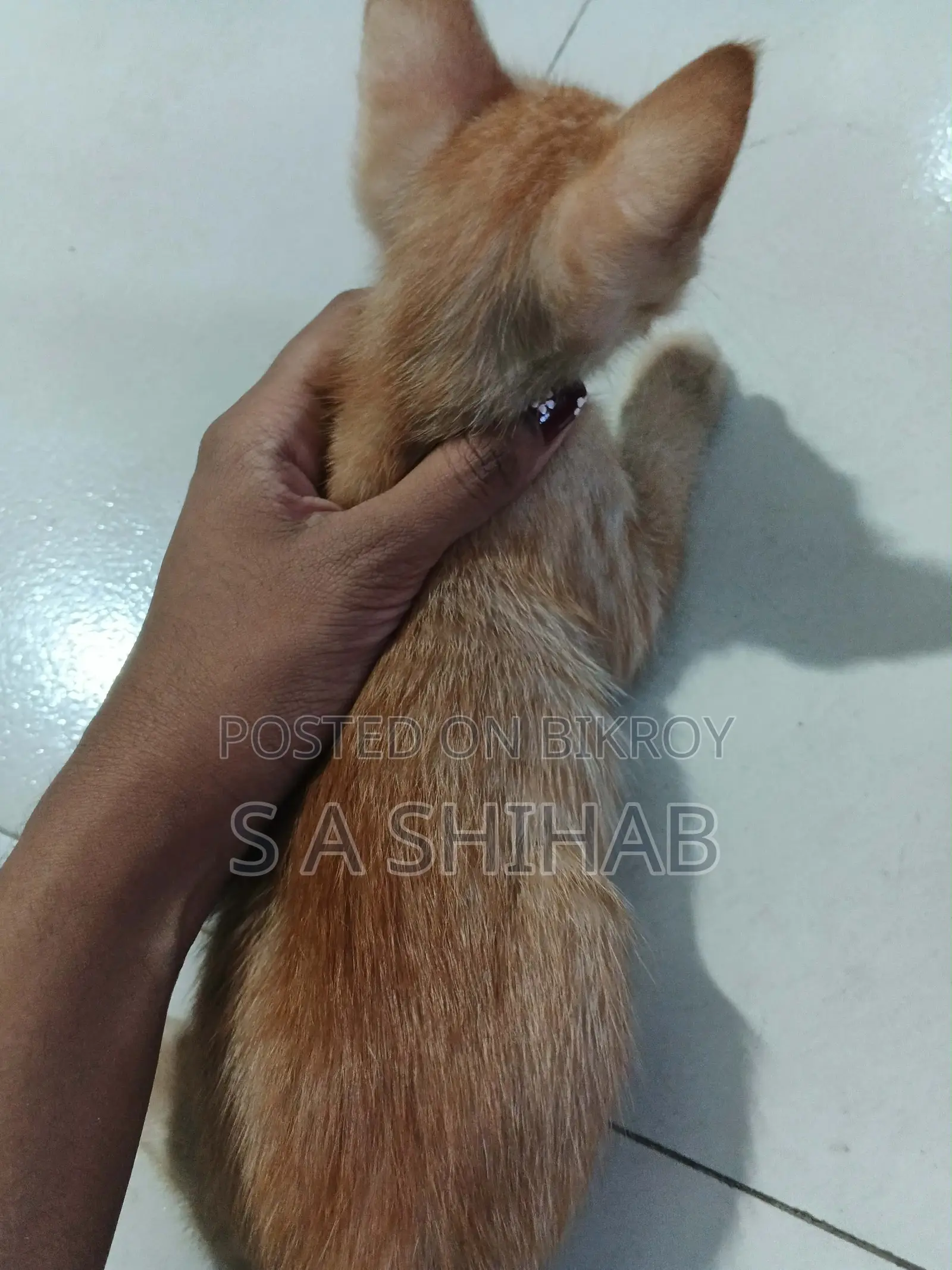 ১-৩ মাস বয়সী পুরুষ মিশ্র জাতের বেঙ্গল বিড়াল