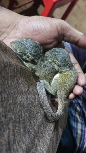Large Breed Squirrel Baby