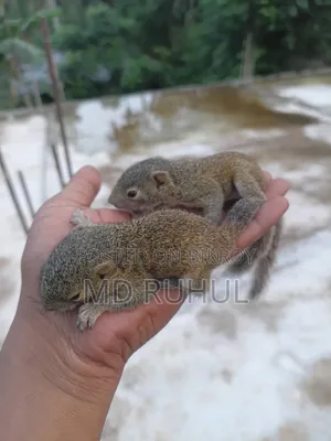 Large Breed Squirrel Baby