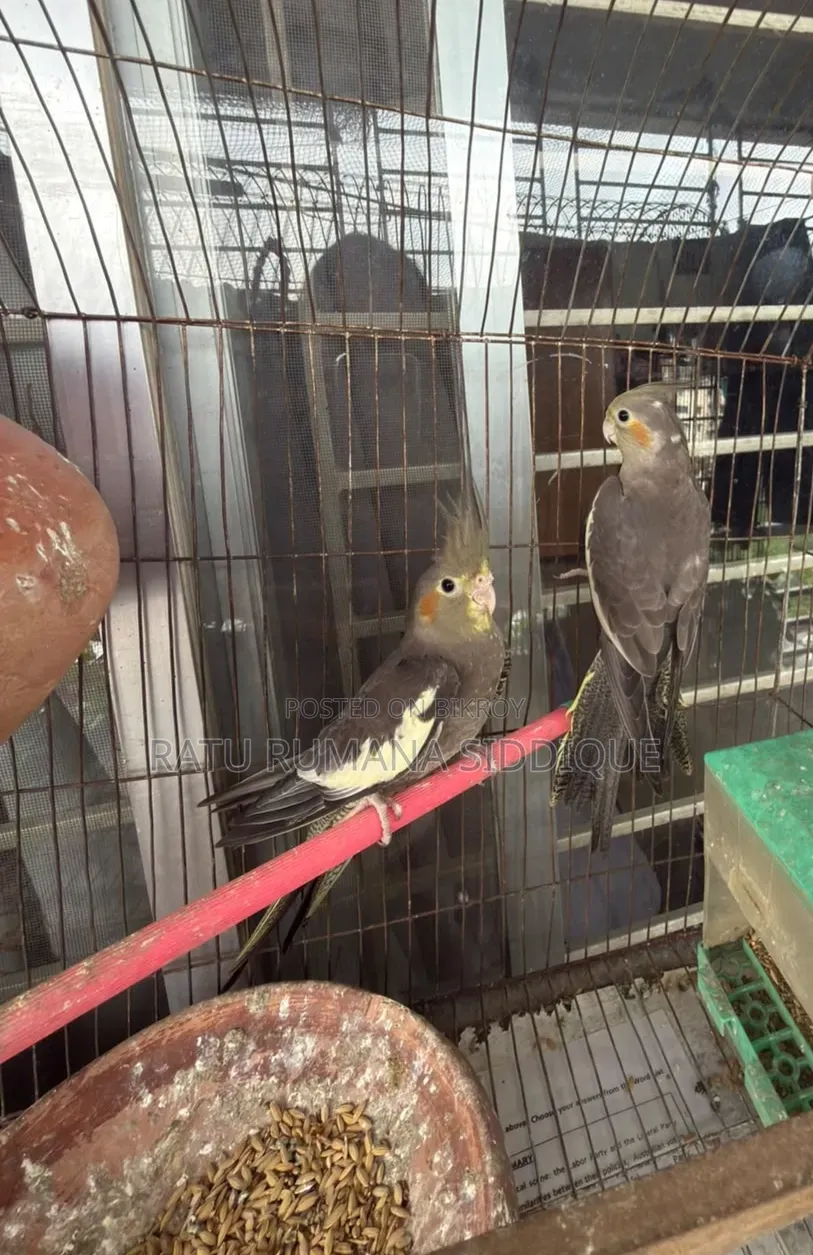 2pc Gray Female