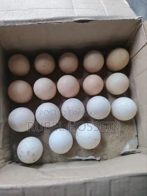 Brahma Hatching Eggs for Sale
