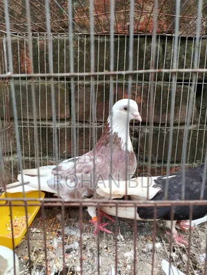 Red Gorra Male Pigeon