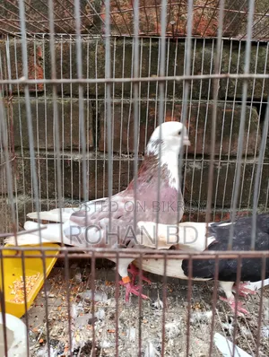 Red Gorra Male Pigeon