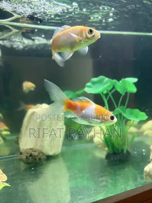 5 fish for sale