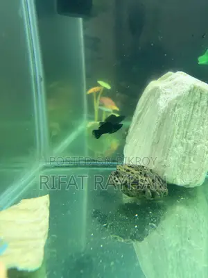5 fish for sale