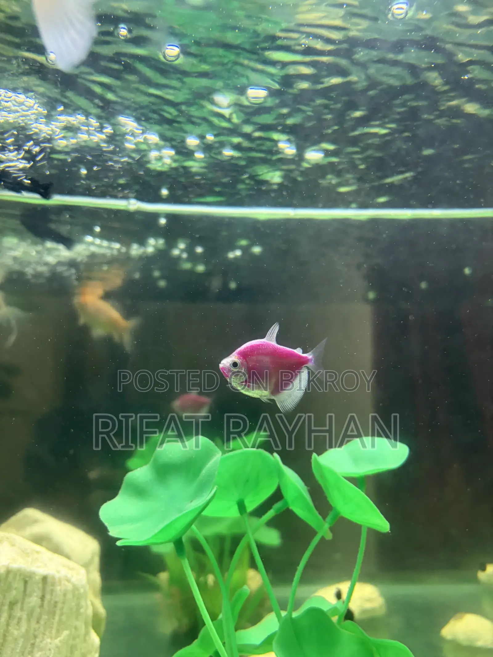 5 fish for sale