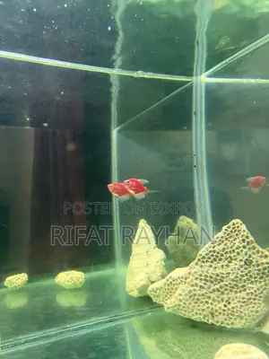 5 fish for sale