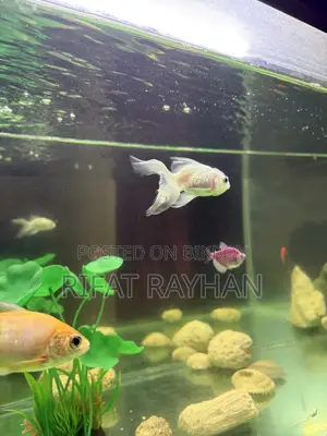 5 fish for sale