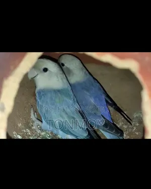 Lovebird Running Pair