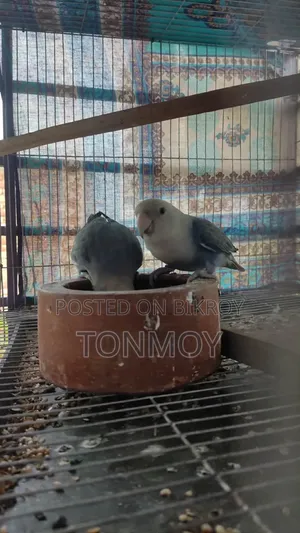 Lovebird Running Pair