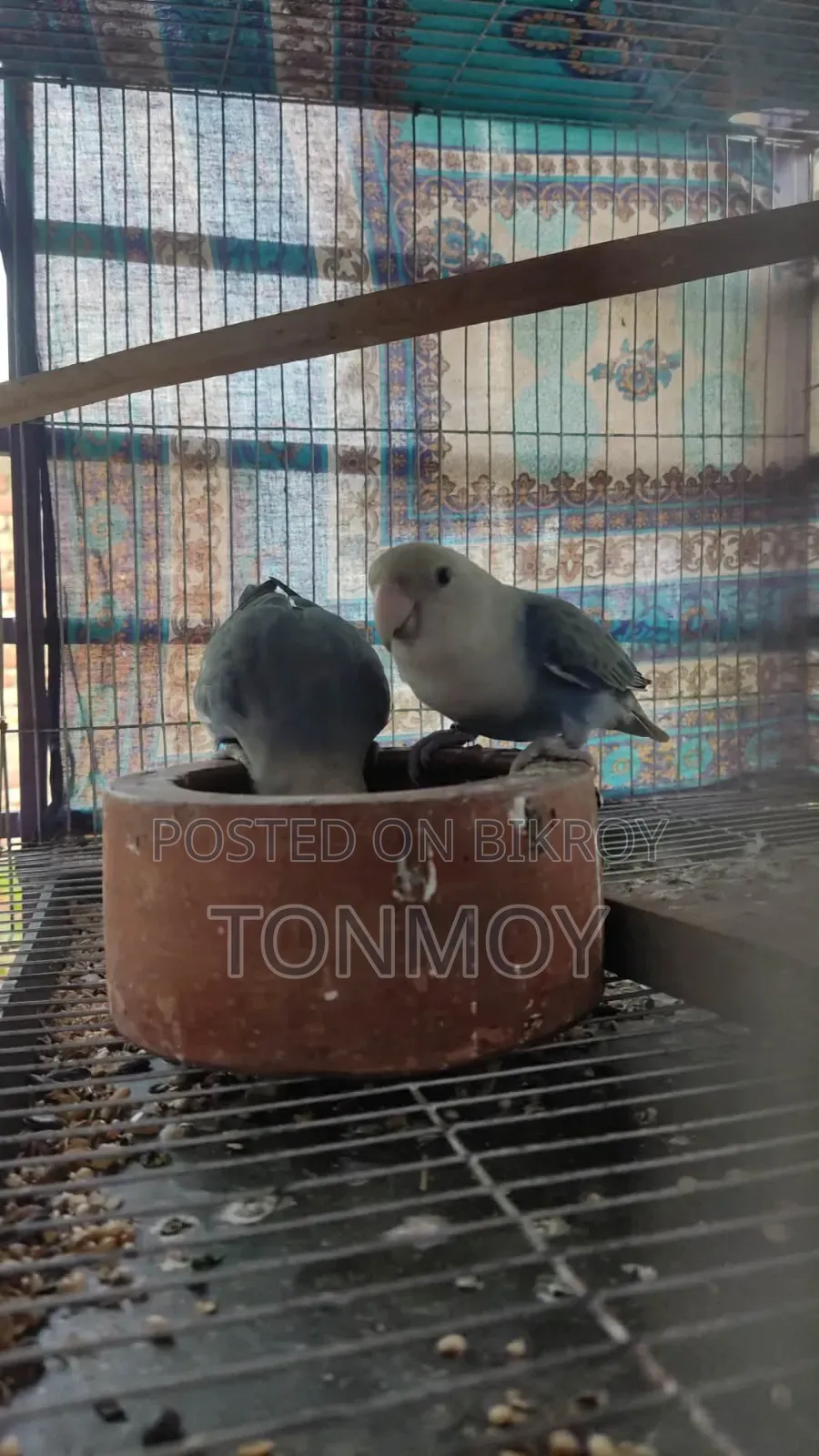 Lovebird Running Pair