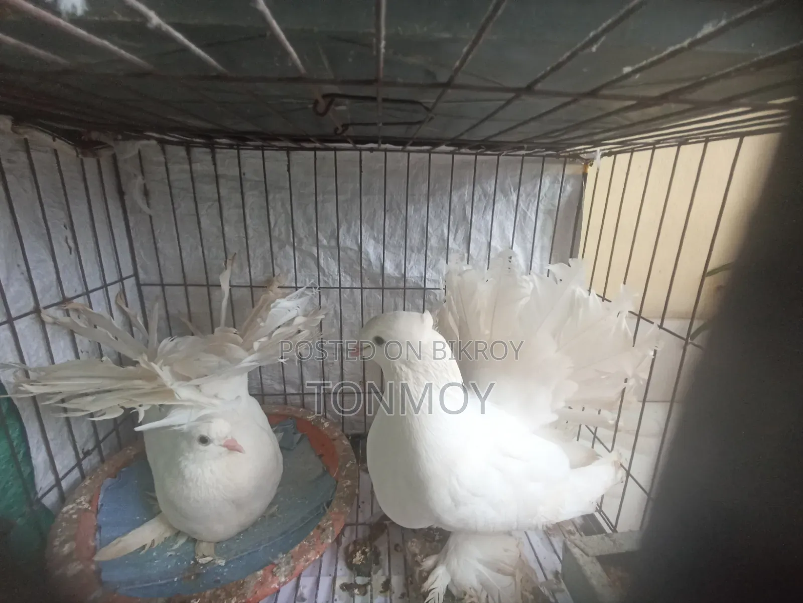 Lokkha Pigeon Running Pair