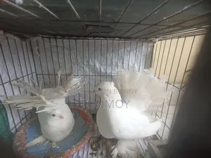 Lokkha Pigeon Running Pair