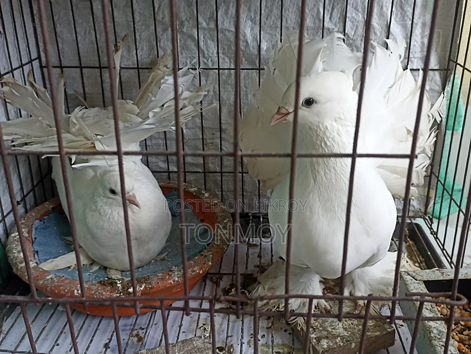 Lokkha Pigeon Running Pair