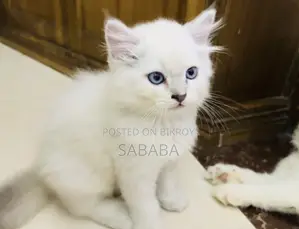 0-1 Month Female Purebred Ragdoll