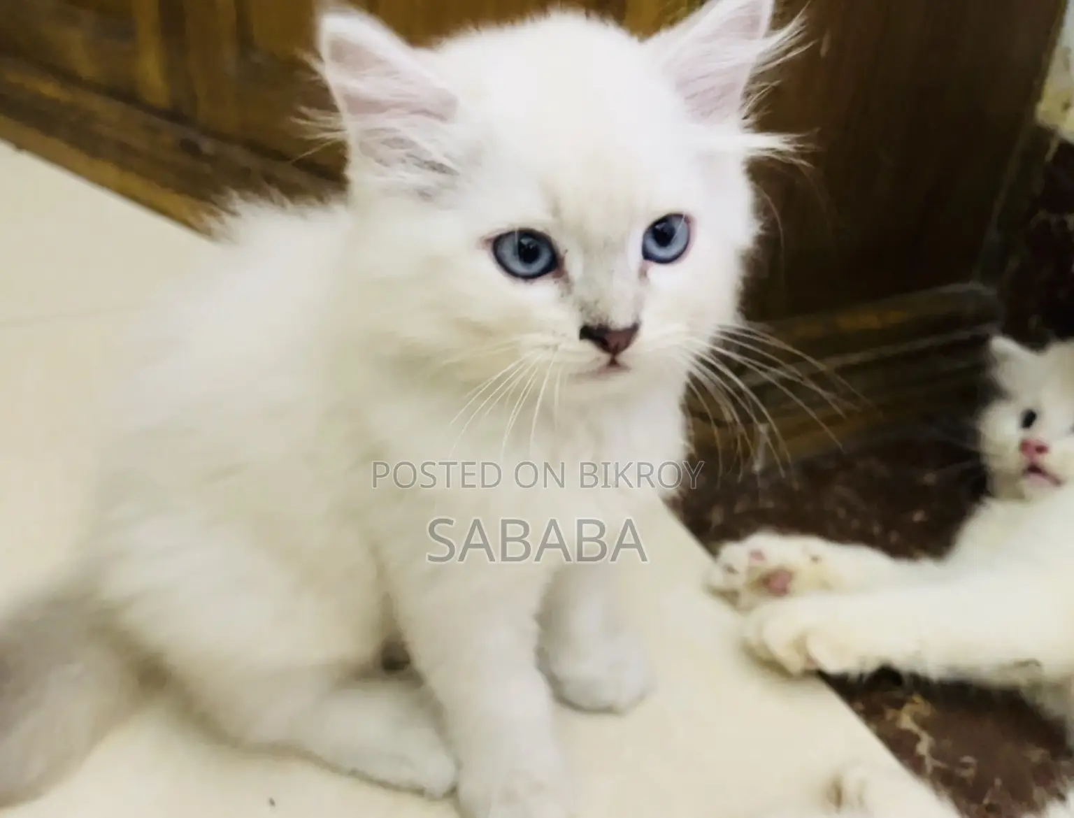 0-1 Month Female Purebred Ragdoll