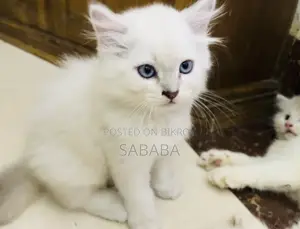 0-1 Month Female Purebred Ragdoll