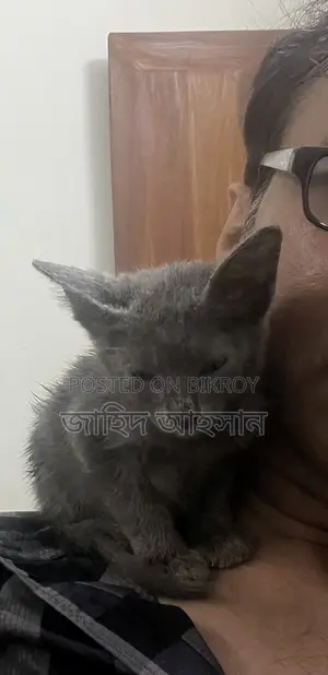 ০-১ মাস বয়সী পুরুষ বিশুদ্ধ জাতের রাশিয়ান ব্লু