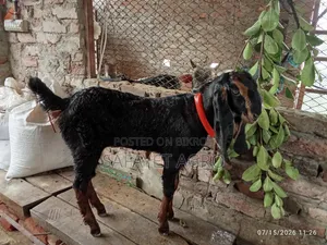 Haryana Goat Kid