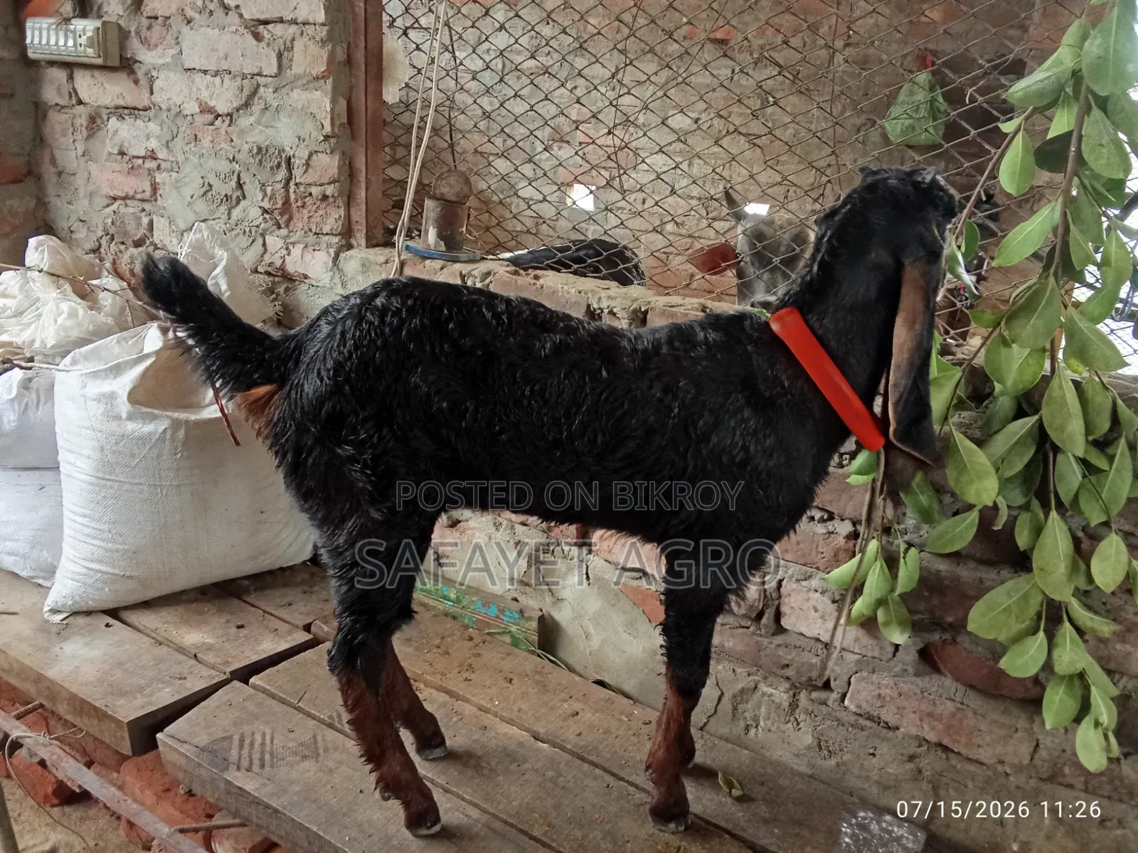 Haryana Goat Kid