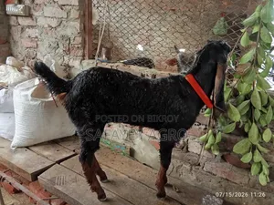 Haryana Goat Kid