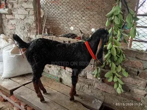 Haryana Goat Kid