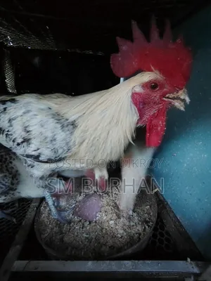 ফাউমি মুরগী