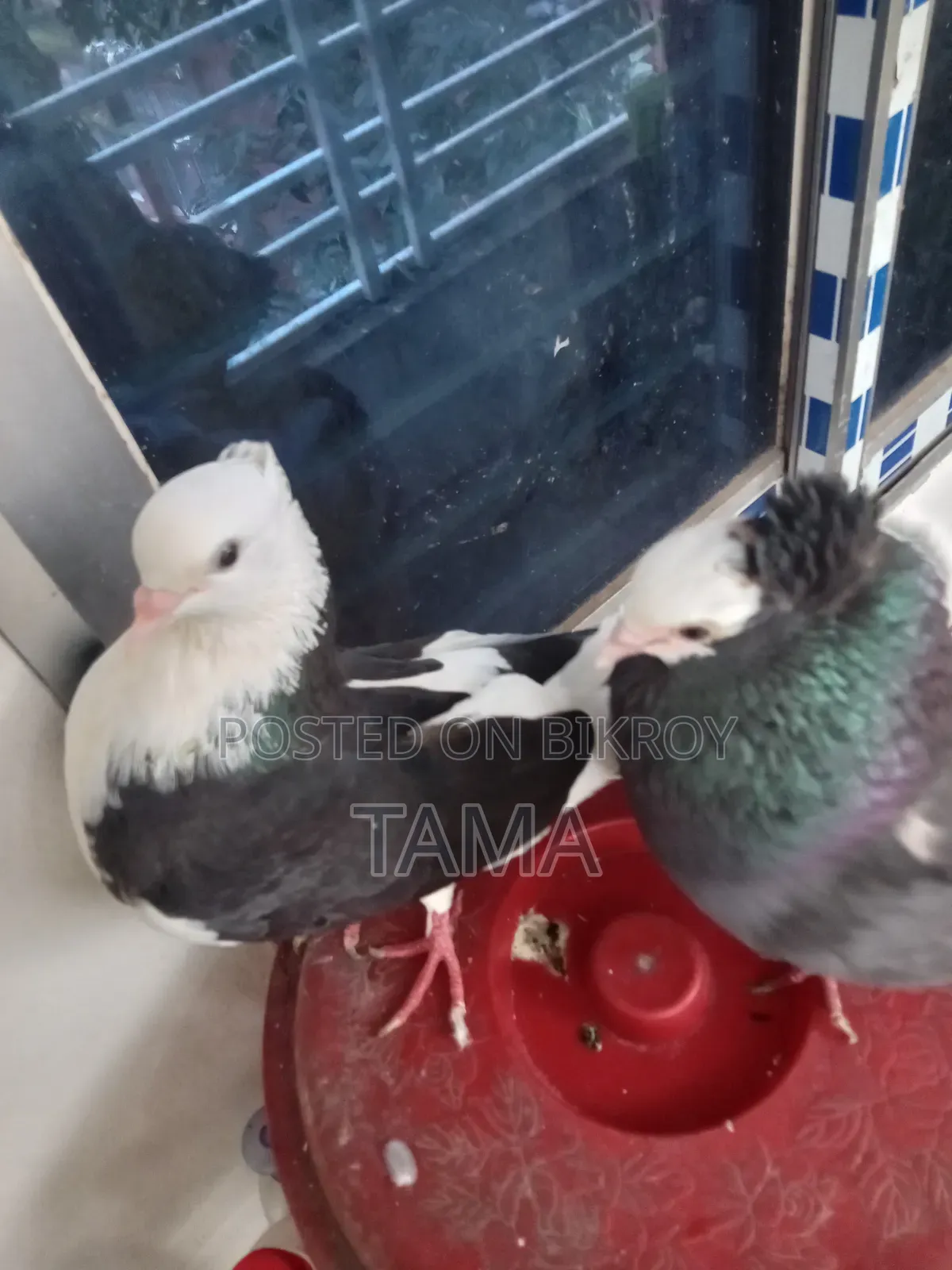 কবুতর ১৬০০ টাকা