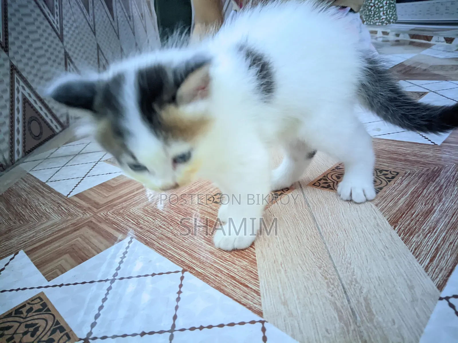 1-3 Months Female Purebred Exotic