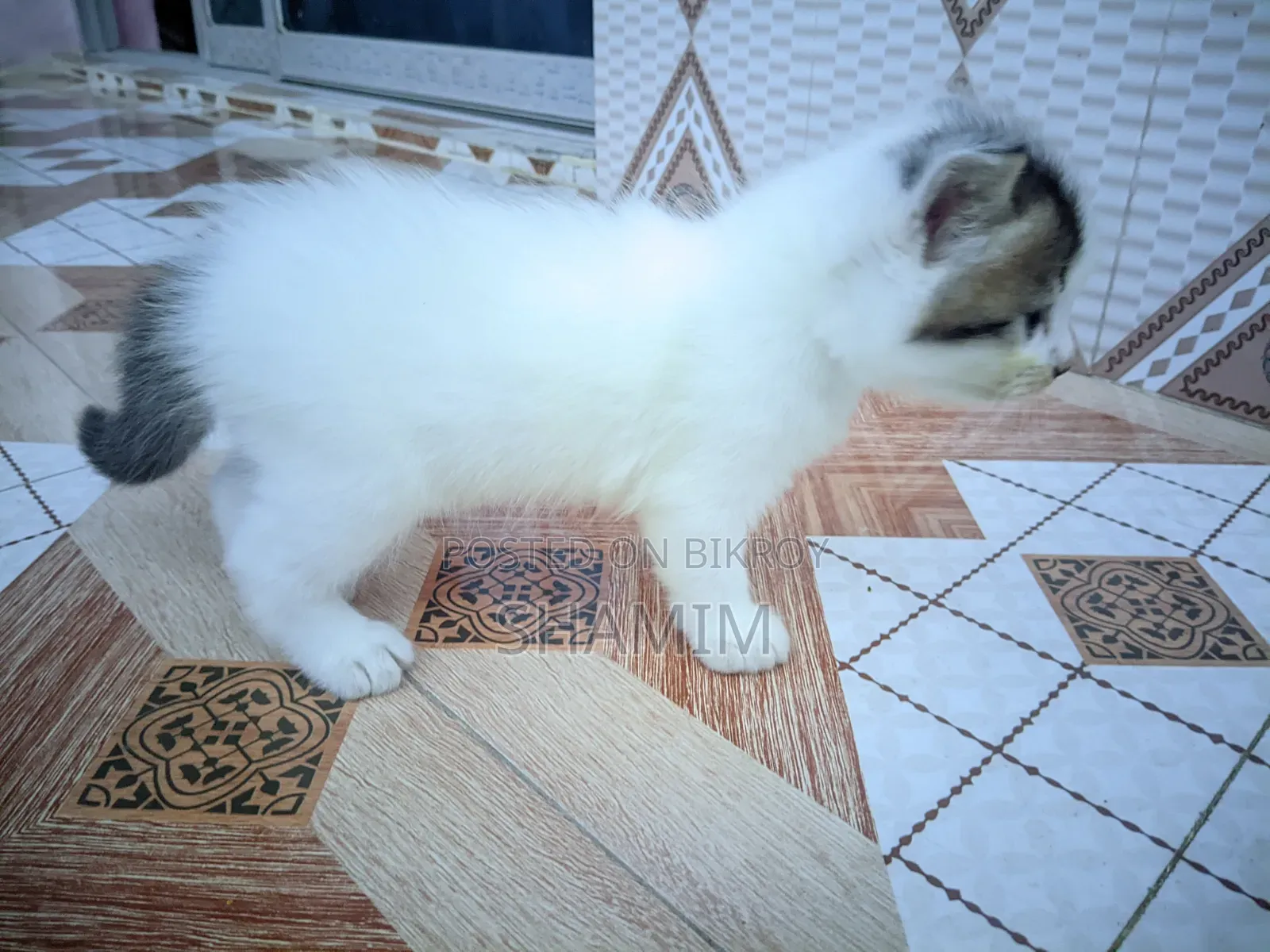 1-3 Months Female Purebred Exotic